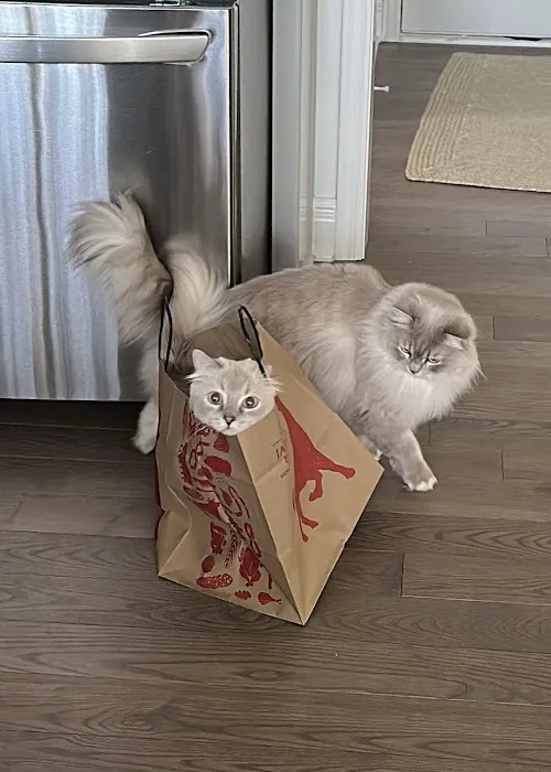 Freedom Ragdolls Picture 4