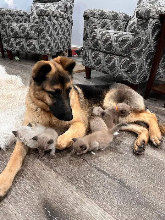 Freedom Ragdolls Picture 7