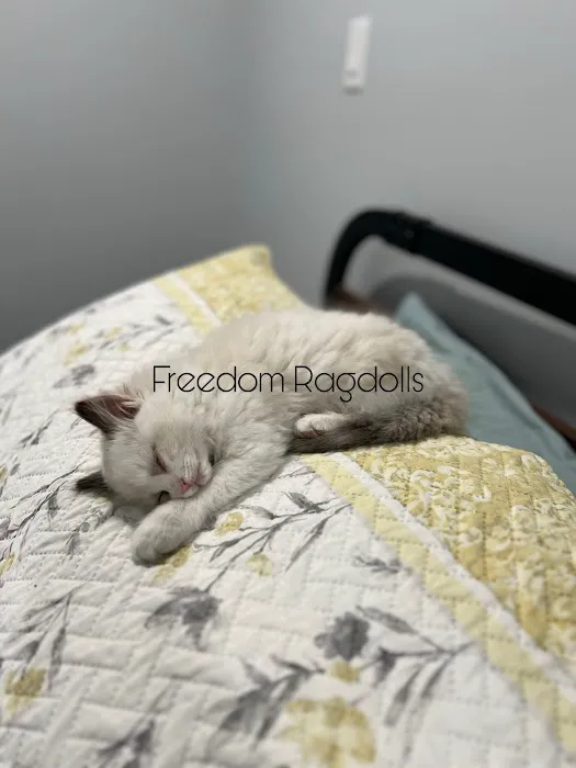 Freedom Ragdolls Picture 6