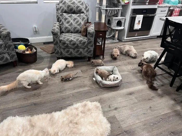 Freedom Ragdolls Picture 8