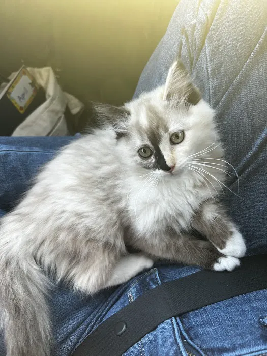 Freedom Ragdolls Picture 9