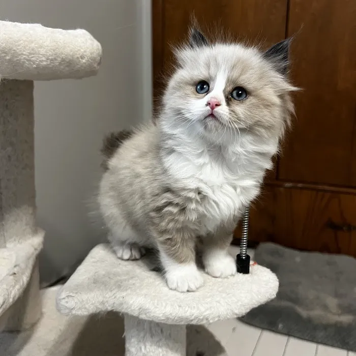 Freedom Ragdolls Picture 10