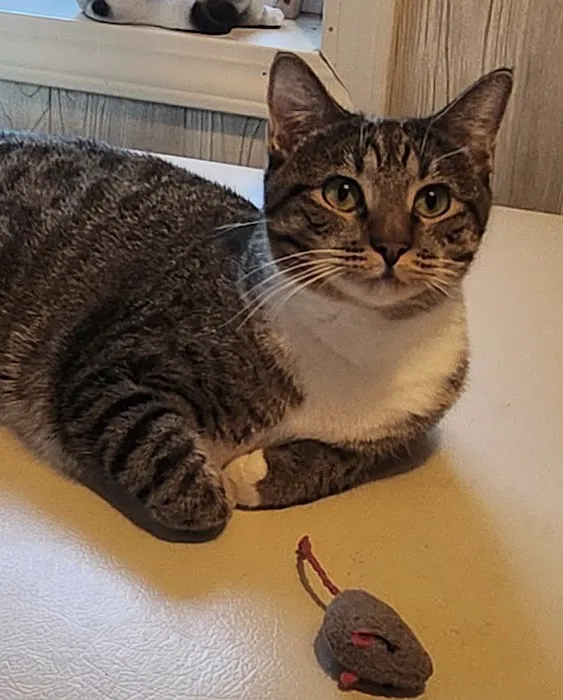 Aurora Veterinary Clinic Picture 3