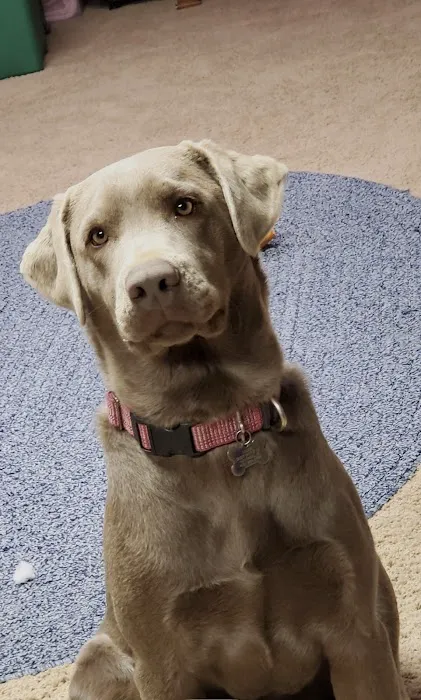 Aurora Veterinary Clinic Picture 1