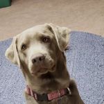 Aurora Veterinary Clinic