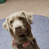 Aurora Veterinary Clinic ico