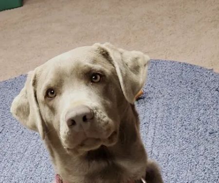 Aurora Veterinary Clinic