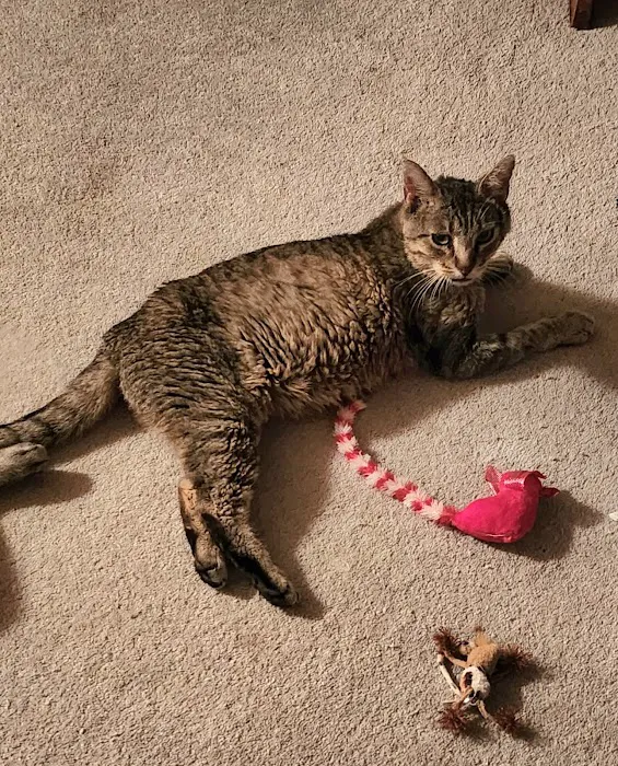 Aurora Veterinary Clinic Picture 5