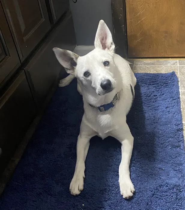 Aurora Veterinary Clinic Picture 6