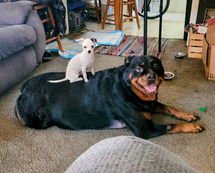 Aurora Veterinary Clinic Picture 10