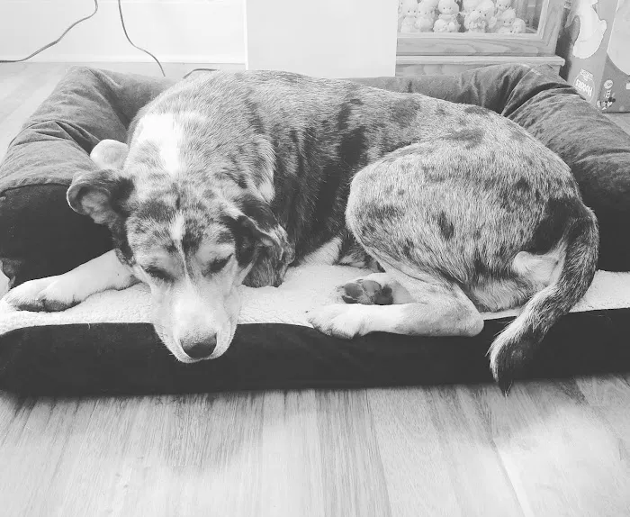 Auburn Animal Clinic Picture 1