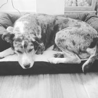 Auburn Animal Clinic ico