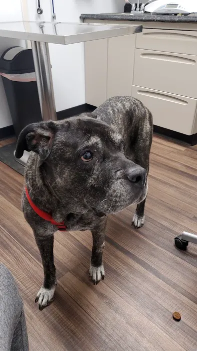 Auburn Animal Clinic Picture 3