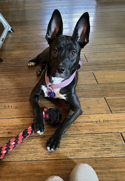 Auburn Animal Clinic Picture 4