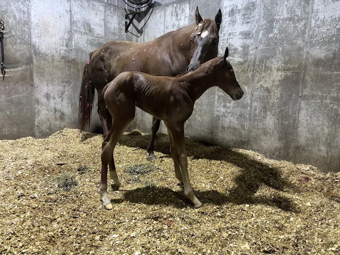 Auburn Animal Clinic Picture 6