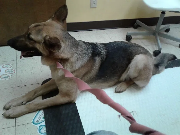 Auburn Animal Clinic Picture 8