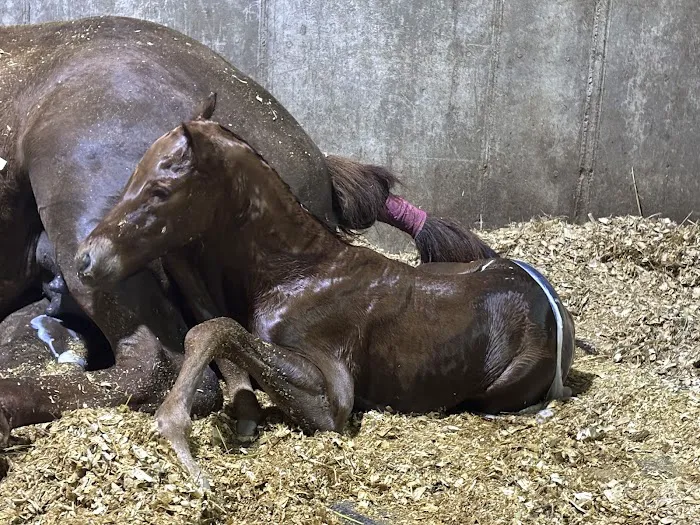 Auburn Animal Clinic Picture 9