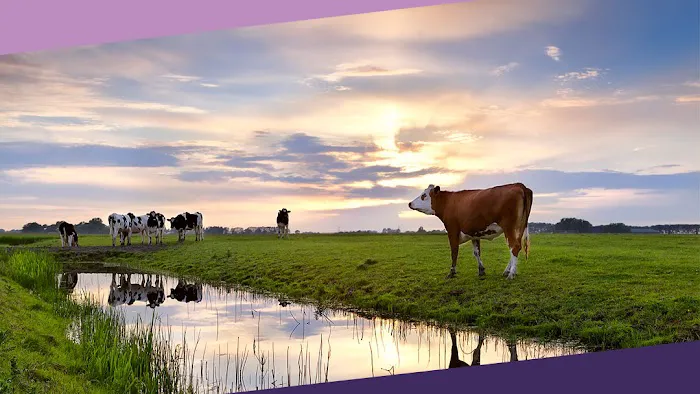 Auburn Animal Clinic Picture 10