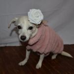 Bern-Sabetha Veterinary Clinic