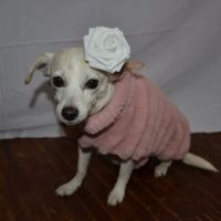 Bern-Sabetha Veterinary Clinic ico