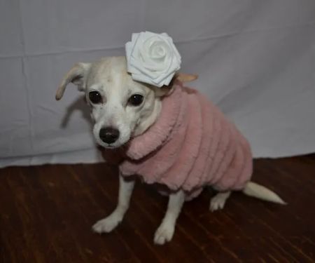 Bern-Sabetha Veterinary Clinic