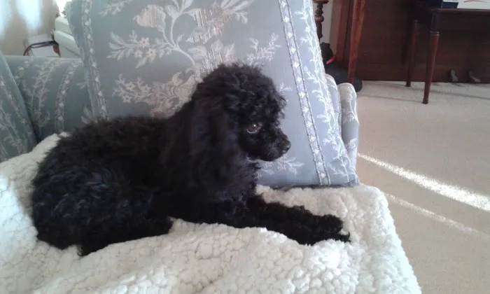 Bern-Sabetha Veterinary Clinic Picture 2