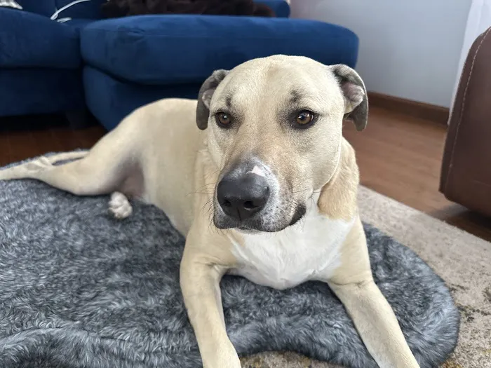 Nek Veterinary Services Group Picture 1