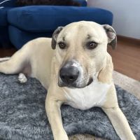 Nek Veterinary Services Group ico