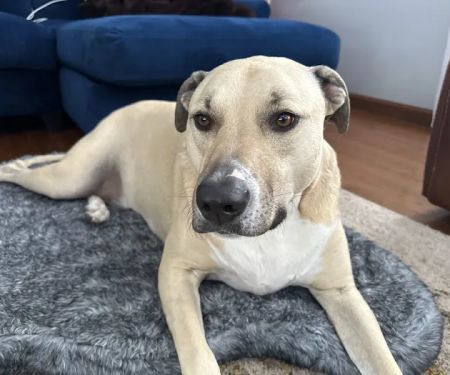 Nek Veterinary Services Group