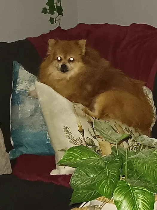 Nek Veterinary Services Group Picture 3