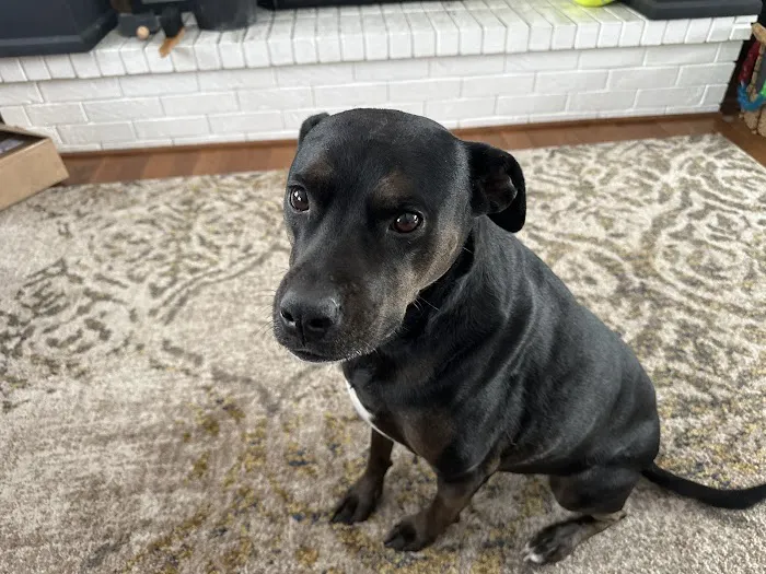 Nek Veterinary Services Group Picture 2