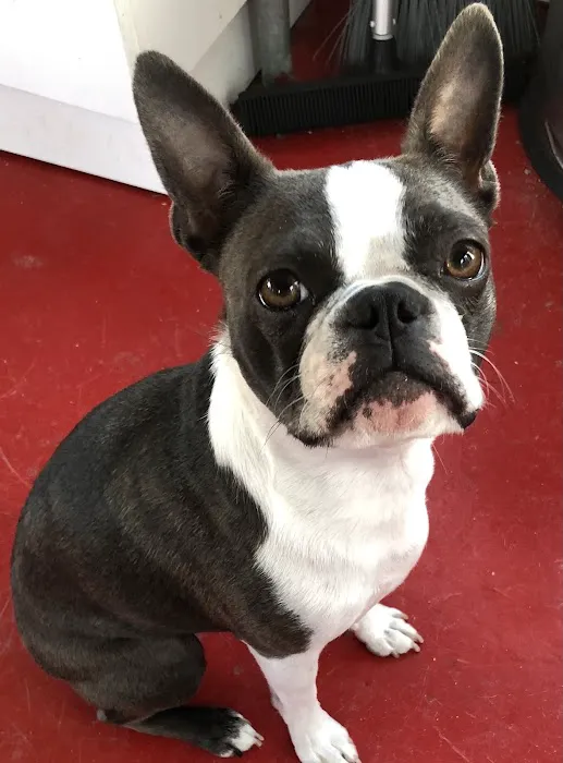 Nek Veterinary Services Group Picture 7