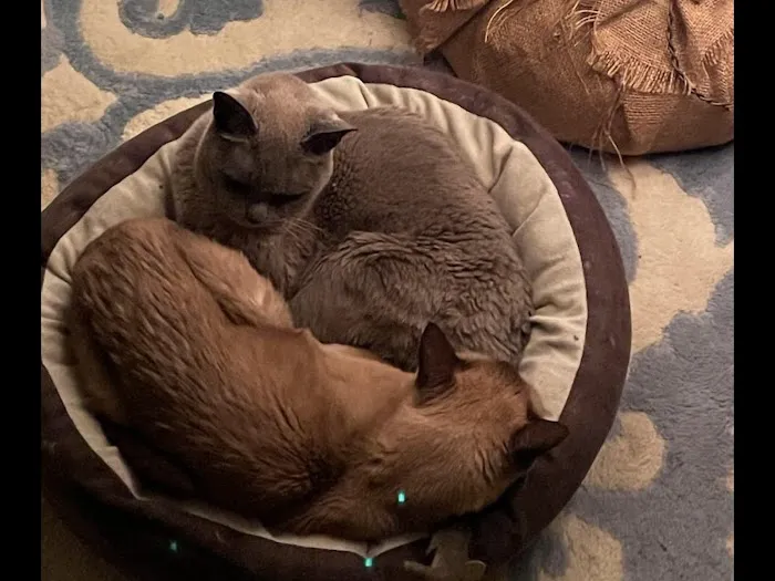 MAYONAKA EUROPEAN BURMESE – ALLENE KEATING Picture 1