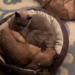 MAYONAKA EUROPEAN BURMESE – ALLENE KEATING