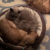 MAYONAKA EUROPEAN BURMESE – ALLENE KEATING ico