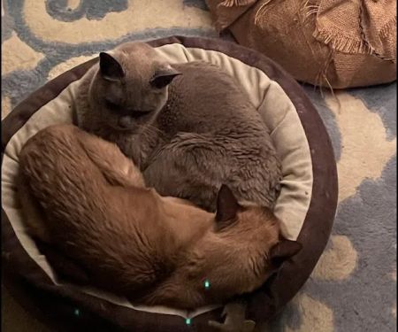 MAYONAKA EUROPEAN BURMESE u2013 ALLENE KEATING