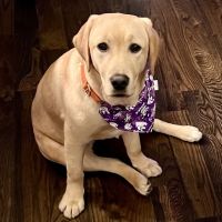 Deer Creek Animal Hospital ico