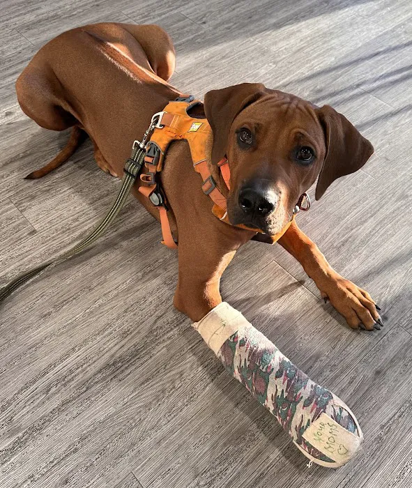 Deer Creek Animal Hospital Picture 4