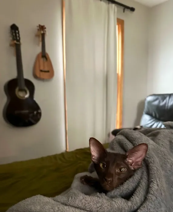 Olga's Orientals Picture 4