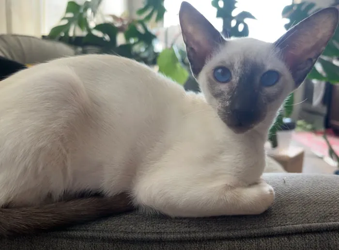 Olga's Orientals Picture 5