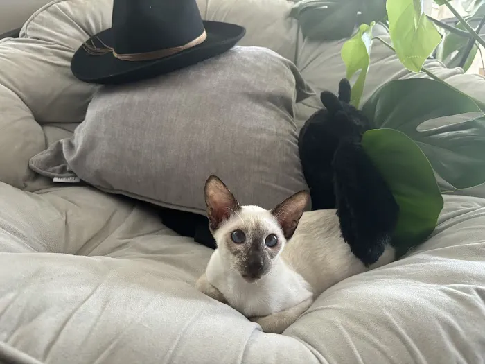 Olga's Orientals Picture 3