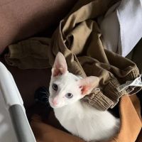 Olga's Orientals ico