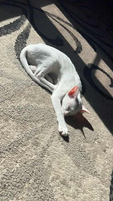 Olga's Orientals Picture 2