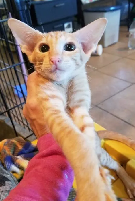 Olga's Orientals Picture 6