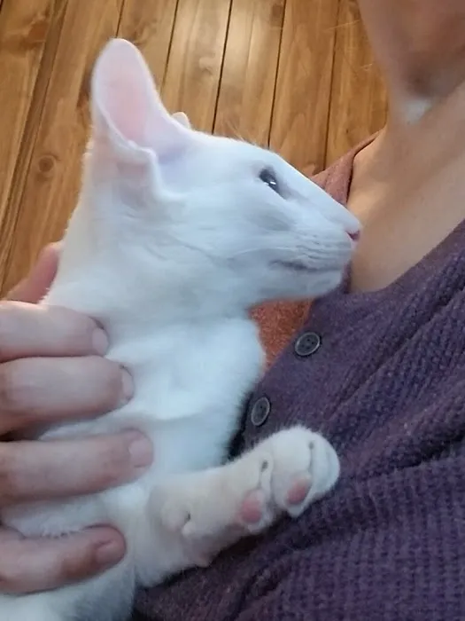 Olga's Orientals Picture 7