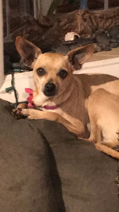 Willard Veterinary Hospital Picture 3