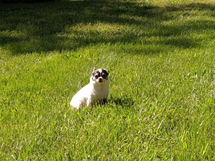 Willard Veterinary Hospital Picture 4