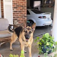 WillardTown & Country Small Animal Hospital ico