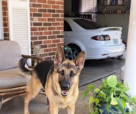 WillardTown & Country Small Animal Hospital