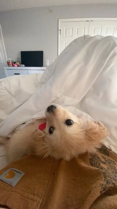 WillardTown & Country Small Animal Hospital Picture 3